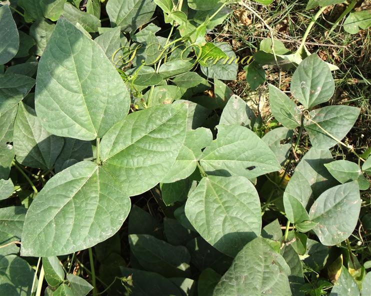  Leaves